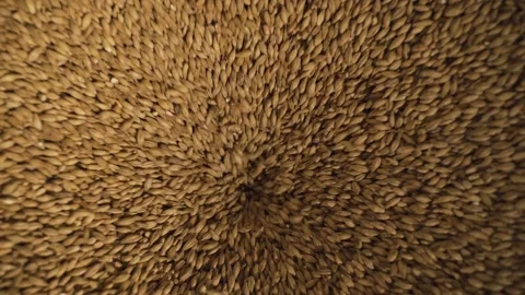 Malt grains Stock Footage 153269243
