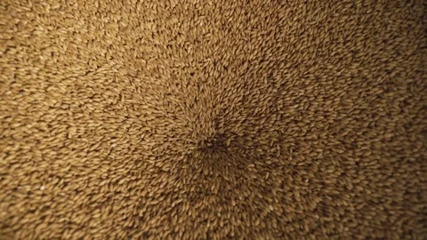 Malt grains Stock Footage 153269246