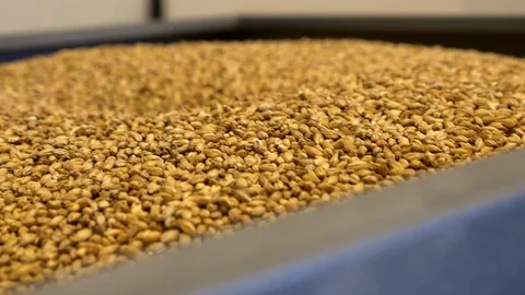 Malt grains in hopper at a microbrewery. Stock Footage 99597731