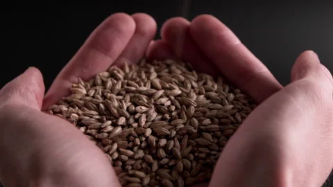 Malt Grains Pouring Into Hands Video stock 169934599
