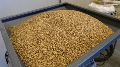 Malt into hopper at a microbrewery. Stock Footage 99597700