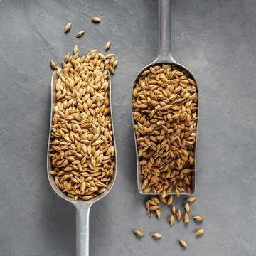 Malt scoops with different roasting on a concrete background. Фото