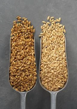 Malt scoops with different roasting on a concrete background. Stock Photos