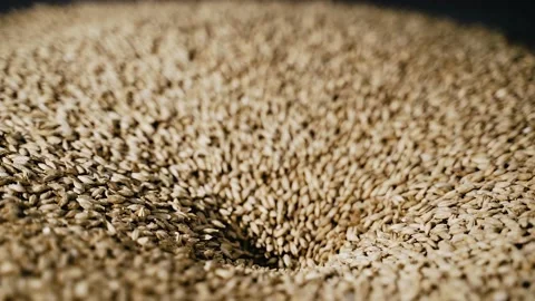 Malt seeds are showered down from the funnel Stock Footage 146559794