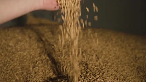 Malt seeds Stock Footage 153269251