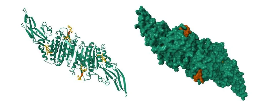 MALT1 (green) in complex with an allosteric inhibitor peptide (brown) Stock Illustration