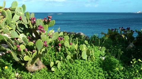 Malta, cactus pear at the coast Video stock 59755173