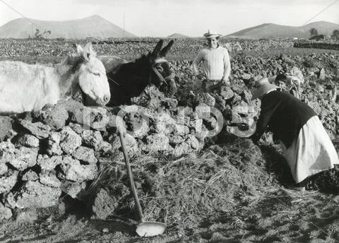 Malta farming, 1960s Stock Photos