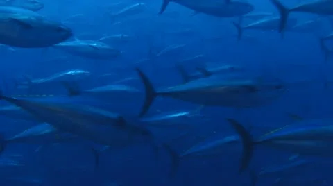 Malta, tunas. Stock Footage 11297206