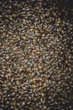 Malted Barley Beer Grain Texture in Studio. Stock-Fotos