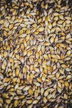 Malted Barley Beer Grain Texture in Studio. Stock Photos