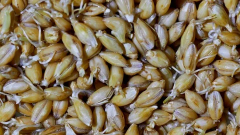 Malted barley Stock Footage 116720236