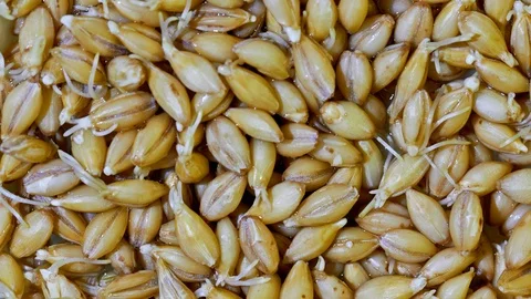 Malted barley Video stock 116823760
