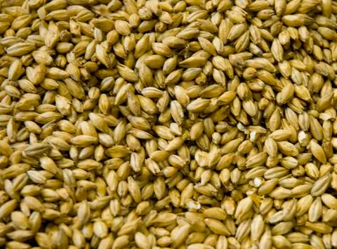 Malted Barley grains Stock Photos