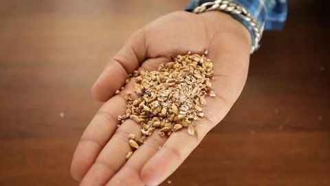 Malted-Barley-in-hand Stock Footage 85001635
