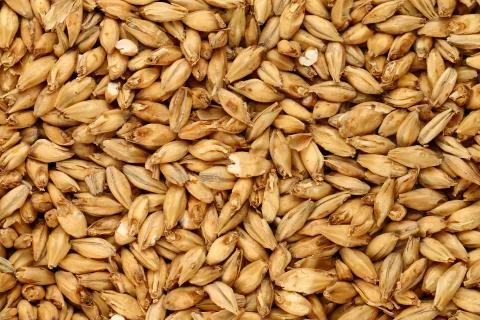 Malted Barley Stock Photos