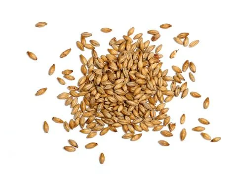 Malted Barley on White Background Stock Photos