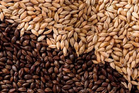 Malted grain close up. Mixed varieties of malted grain on a gray background Stock Photos