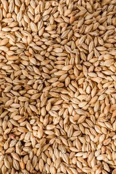 Malted grain close up. Mixed varieties of malted grain on a gray background Stock Photos