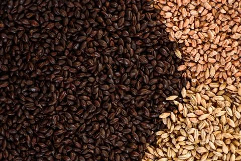Malted grain close up. Mixed varieties of malted grain on a gray background Stock Photos