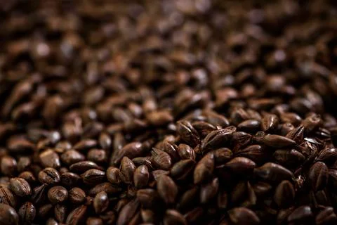 Malted grain close up. Mixed varieties of malted grain on a gray background Stock Photos