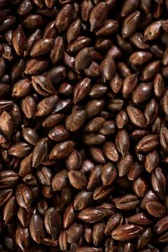 Malted grain close up. Mixed varieties of malted grain on a gray background Stock Photos