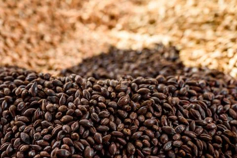 Malted grain close up. Mixed varieties of malted grain on a gray background Stock Photos