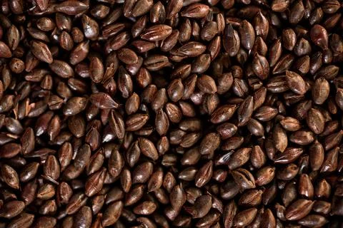 Malted grain close up. Mixed varieties of malted grain on a gray background Stock Photos