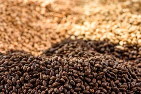 Malted grain close up. Mixed varieties of malted grain on a gray background Stock Photos