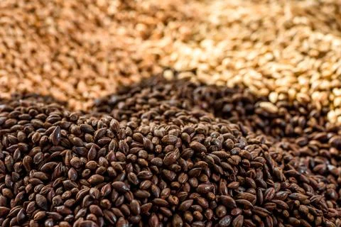 Malted grain close up. Mixed varieties of malted grain on a gray background Stock Photos