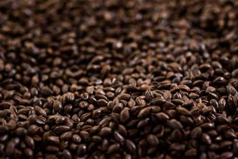 Malted grain close up. Mixed varieties of malted grain on a gray background Stock Photos