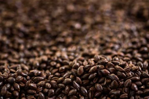 Malted grain close up. Mixed varieties of malted grain on a gray background Stock Photos