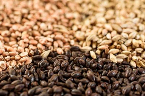 Malted grain close up. Mixed varieties of malted grain on a gray background Stock Photos