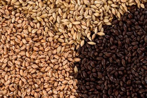 Malted grain close up. Mixed varieties of malted grain on a gray background Stock Photos