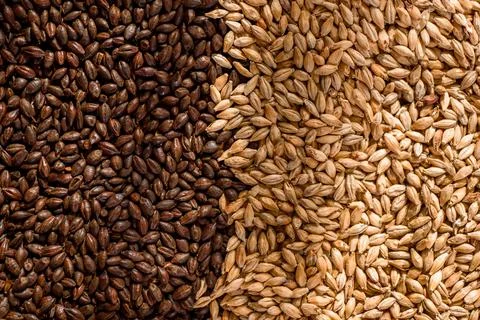 Malted grain close up. Mixed varieties of malted grain on a gray background Stock Photos