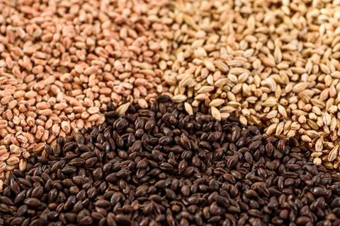 Malted grain close up. Mixed varieties of malted grain on a gray background Stock Photos