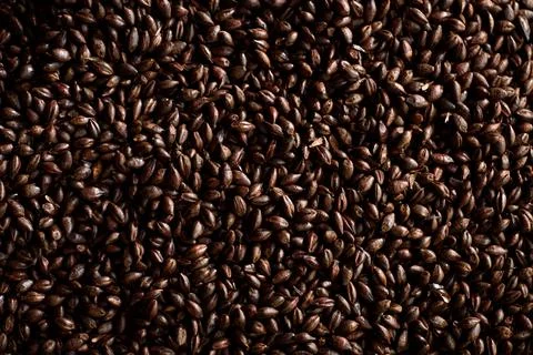 Malted grain close up. Mixed varieties of malted grain on a gray background Stock Photos