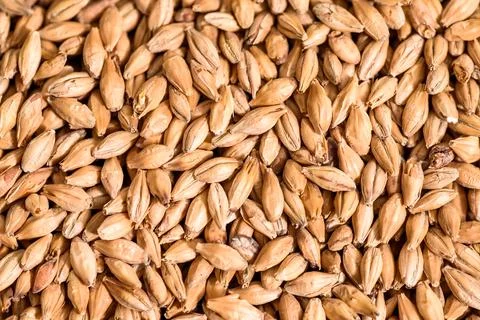 Malted grain close up. Mixed varieties of malted grain on a gray background Stock Photos