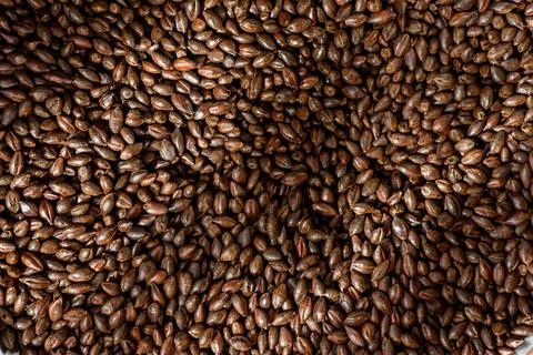 Malted grain close up. Mixed varieties of malted grain on a gray background Stock Photos