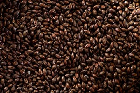 Malted grain close up. Mixed varieties of malted grain on a gray background Stock-Fotos