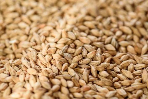 Malted grain close up. Mixed varieties of malted grain on a gray background Stock Photos