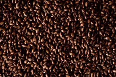 Malted grain close up. Mixed varieties of malted grain on a gray background Stock Photos