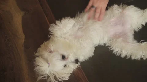 Maltese Bichon Stock Footage 41540058