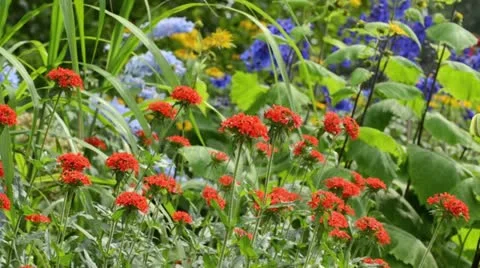 Maltese cross (Lychnis chalcedonica syn. Silene chalcedonica) Stock Footage 14830114