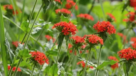 Maltese cross (Lychnis chalcedonica syn. Silene chalcedonica) Stock Footage 14830120