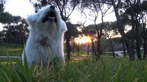 Maltese dog barking Stock Footage 311508758