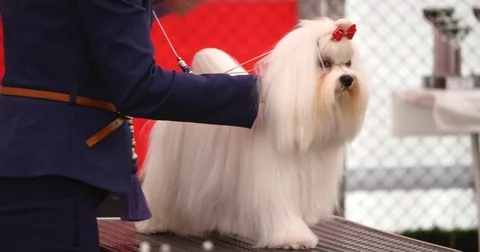 Maltese dog on competition Video stock 77141799