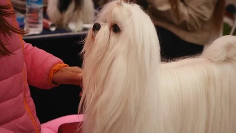 Maltese dog on competition Stock Footage 77281377