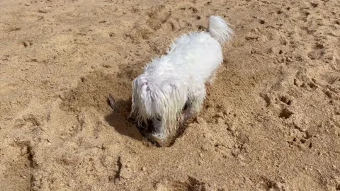 Maltese dog digging on the beach. Stock Footage 171052588