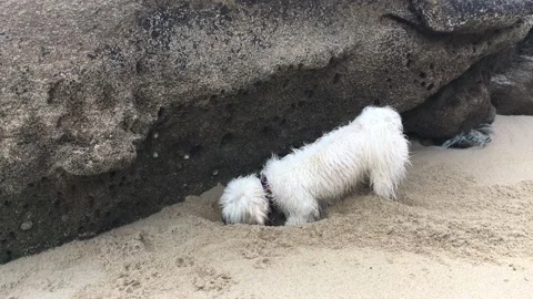 Maltese dog digging in the sand Stock Footage 311516392